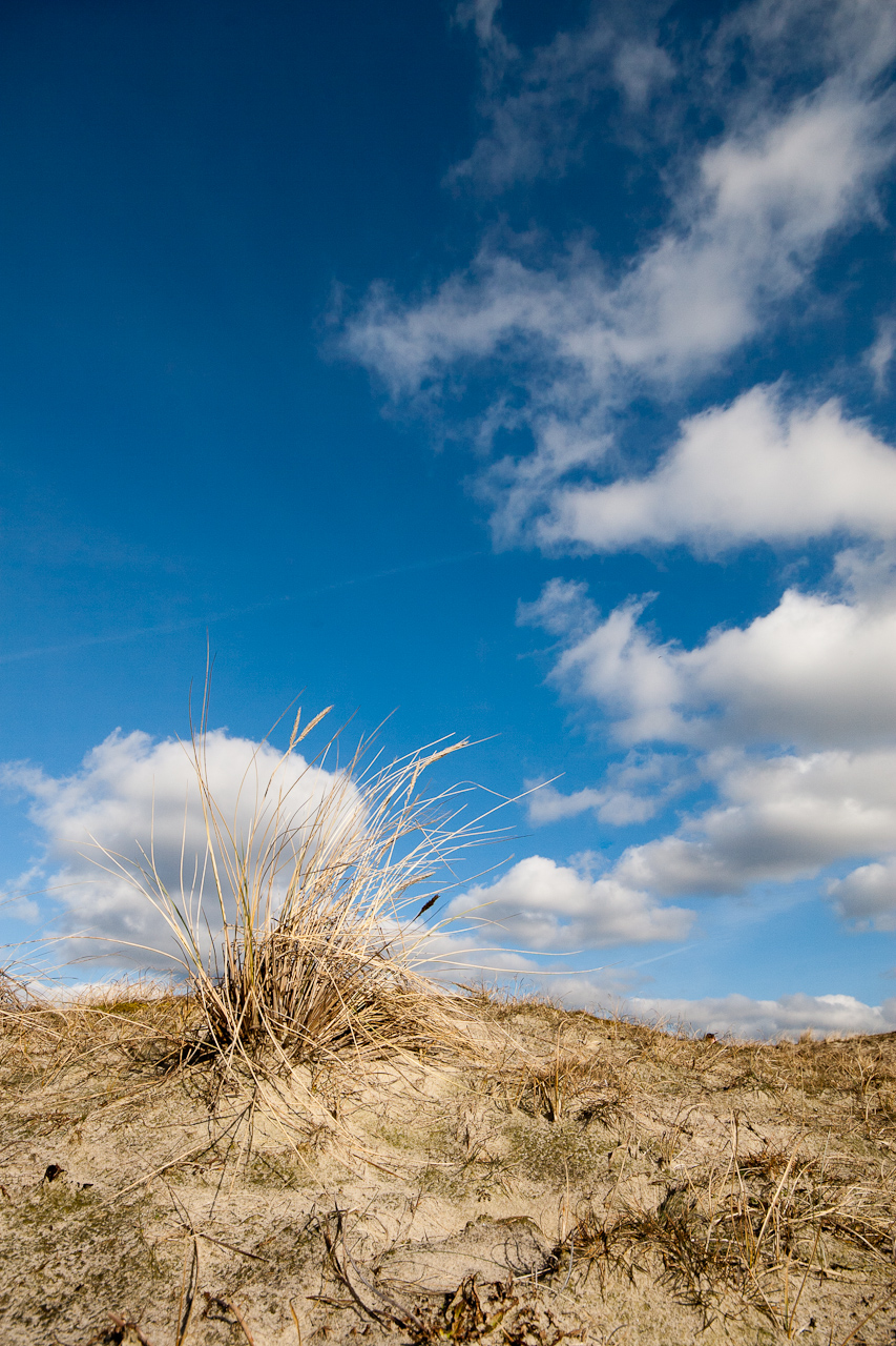 Grass and sky