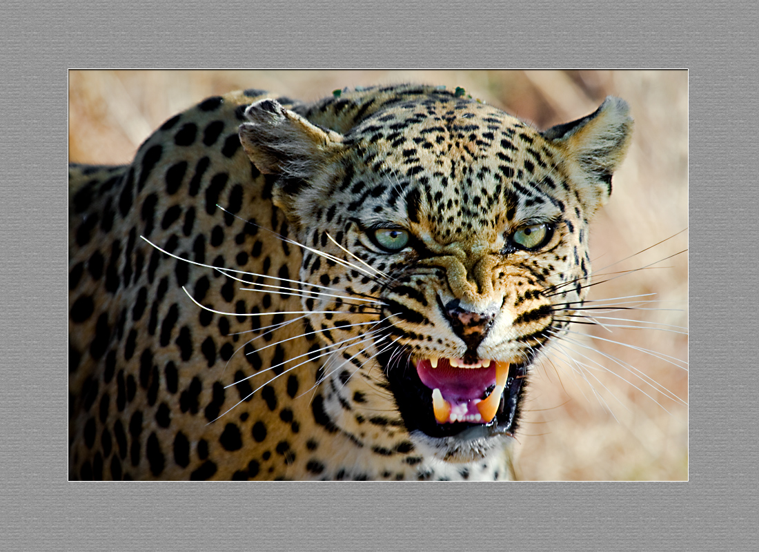 Leopard IMG 7291
